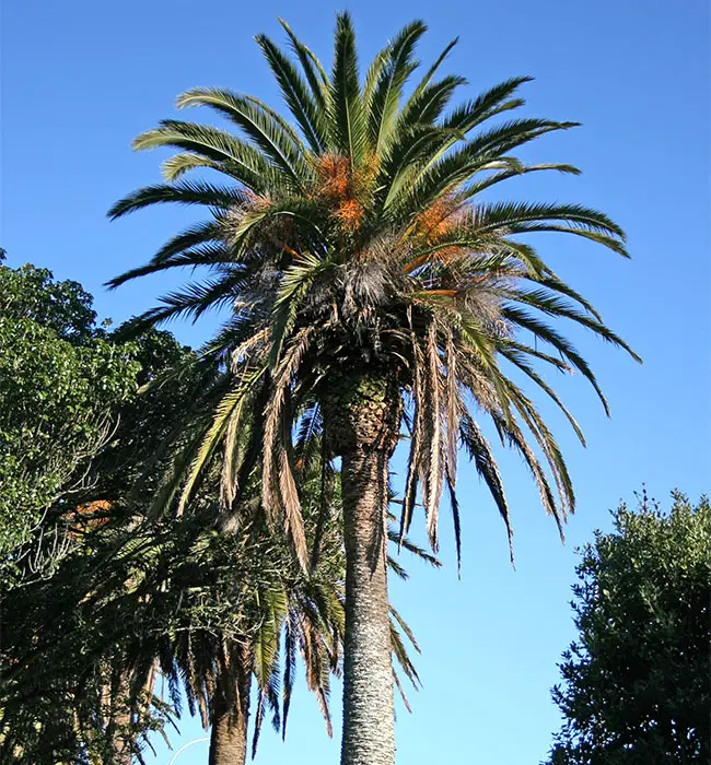 Canary Date Palm (Phoenix canariensis)