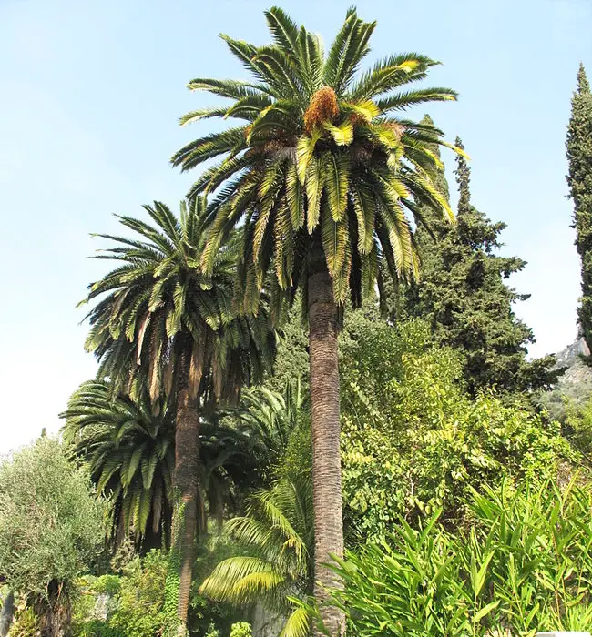 Canary Date Palm (Phoenix canariensis)