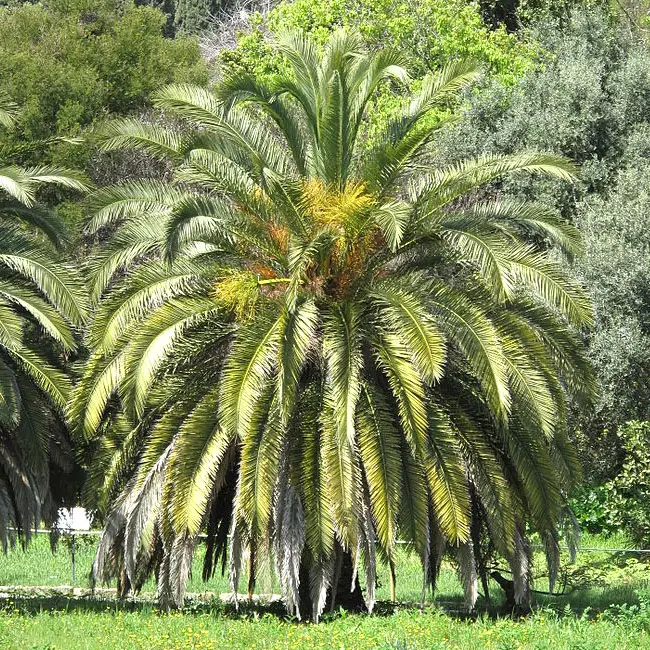 Canary Date Palm (Phoenix canariensis)