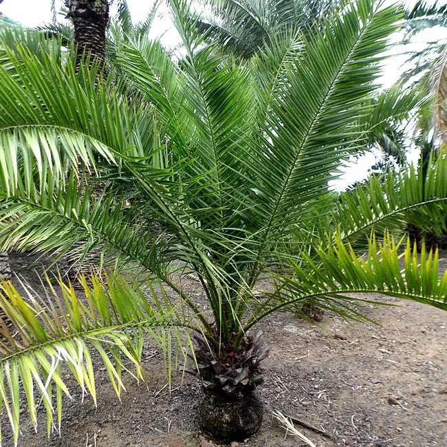 Canary Date Palm (Phoenix canariensis)