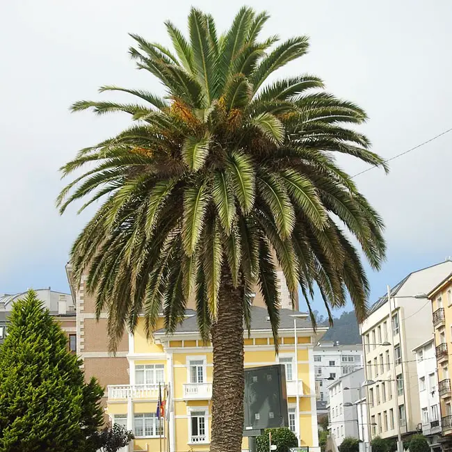 Canary Date Palm (Phoenix canariensis)