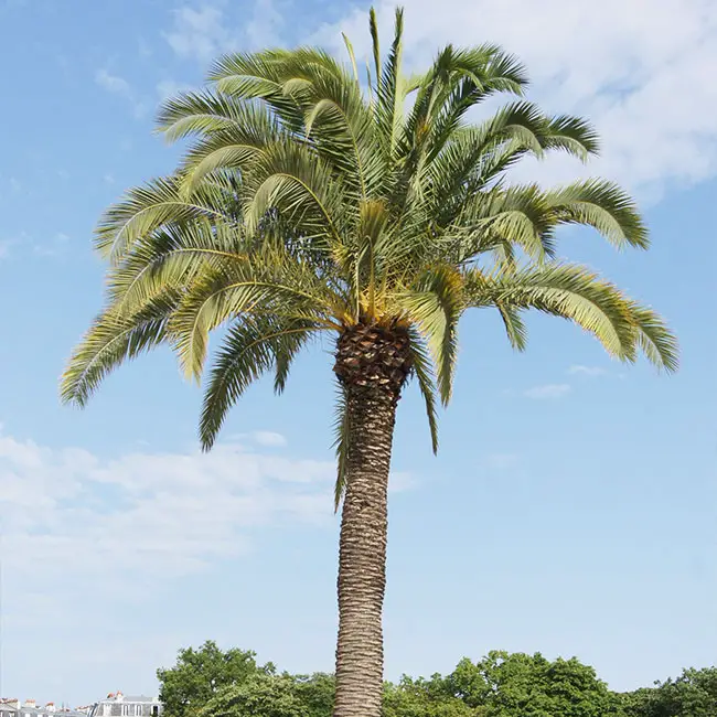Canary Date Palm (Phoenix canariensis)