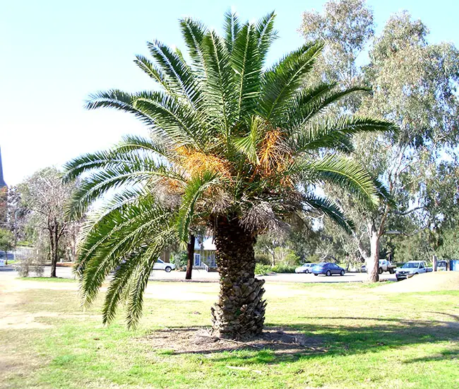 Canary Date Palm (Phoenix canariensis)