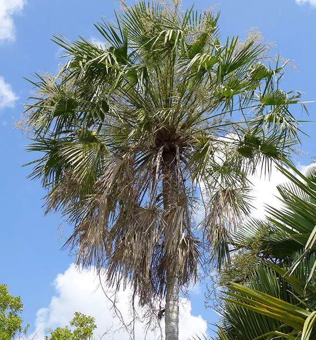 Caranday Palm (Copernicia alba).