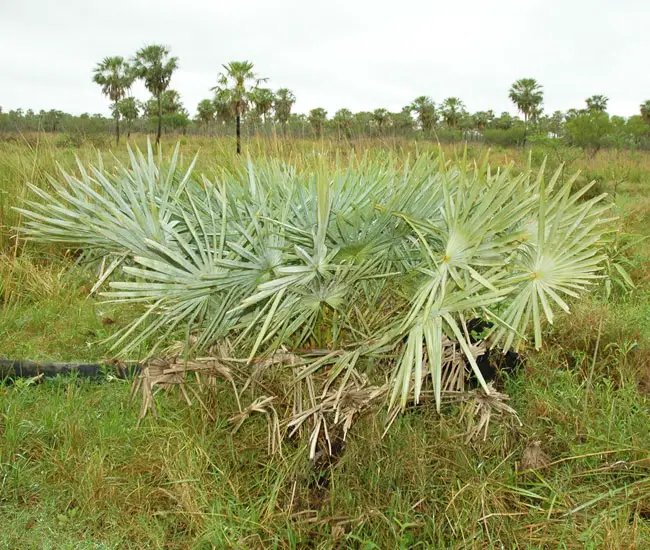 Caranday Palm (Copernicia alba).