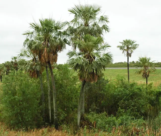 Caranday Palm (Copernicia alba).