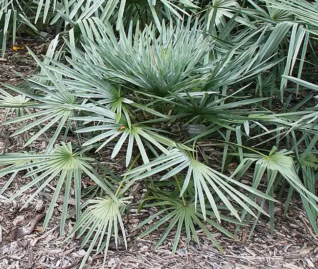 Caranday Palm (Copernicia alba).