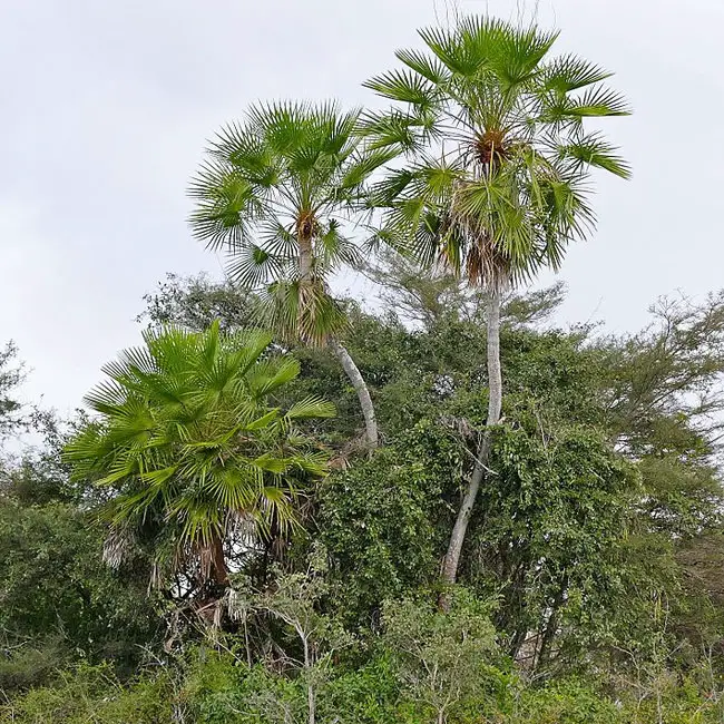 Caranday Palm (Copernicia alba).