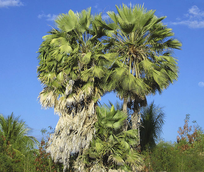 Caranday Palm (Copernicia alba).