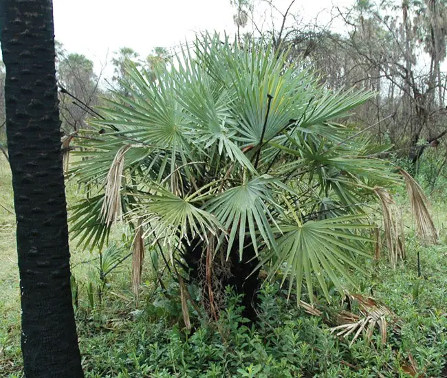 Caranday Palm (Copernicia alba).