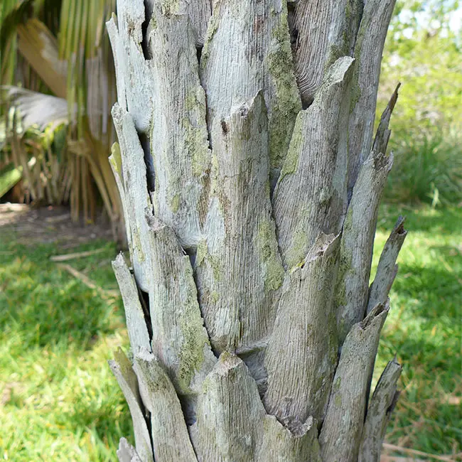 Caranday Palm (Copernicia alba).