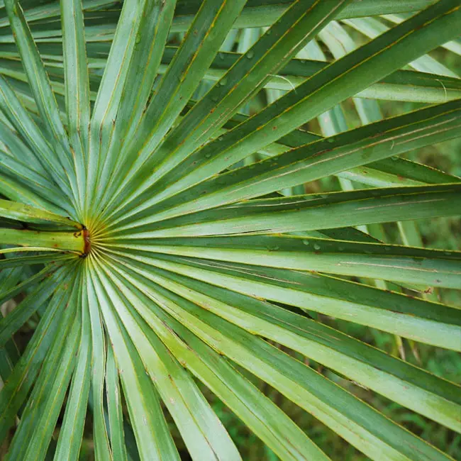 Caranday Palm (Copernicia alba).