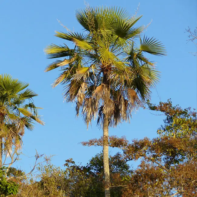Caranday Palm (Copernicia alba).