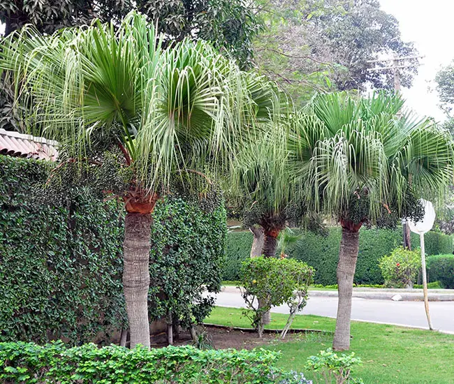 Chinese Fan Palm (Livistona chinensis)