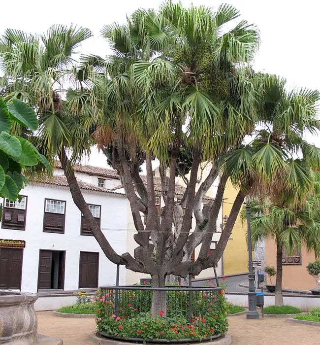 Chinese Fan Palm (Livistona chinensis)