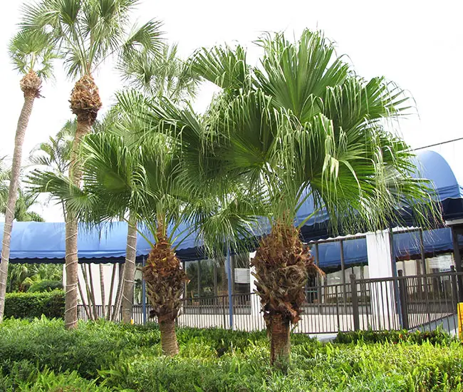 Chinese Fan Palm (Livistona chinensis)