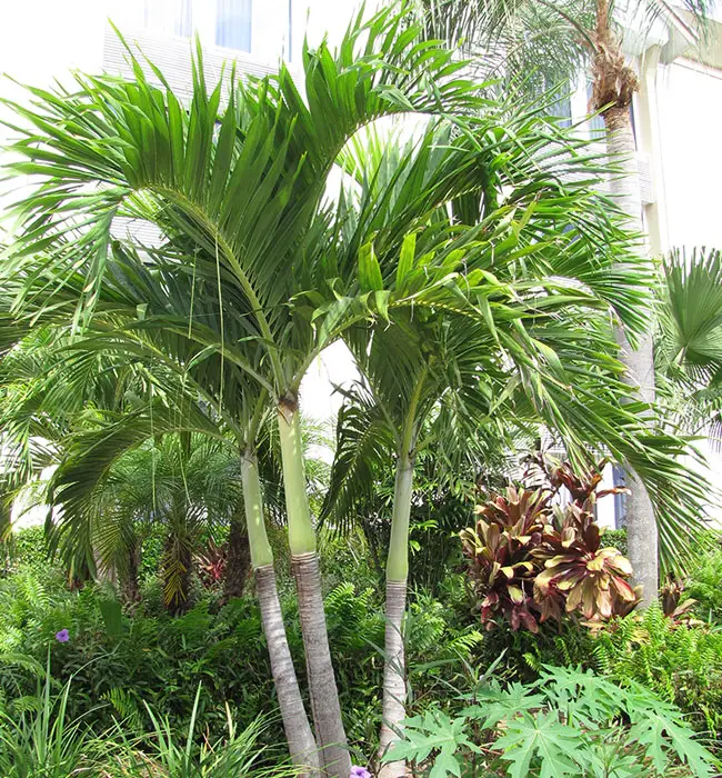 Christmas Palm (Veitchia merrillii).