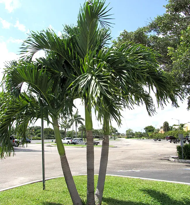 Christmas Palm (Veitchia merrillii).