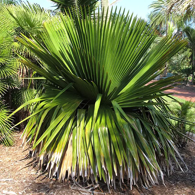 Cuban Petticoat Palm (Copernicia macroglossa).