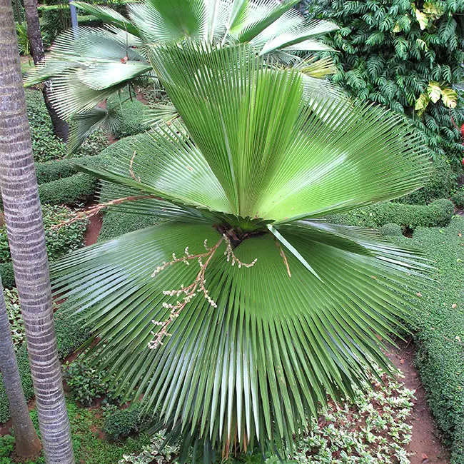 Cuban Petticoat Palm (Copernicia macroglossa).