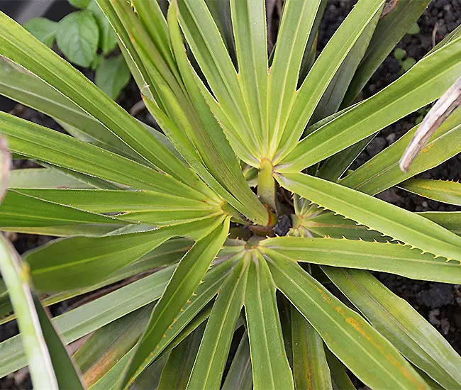 Cuban Petticoat Palm (Copernicia macroglossa).