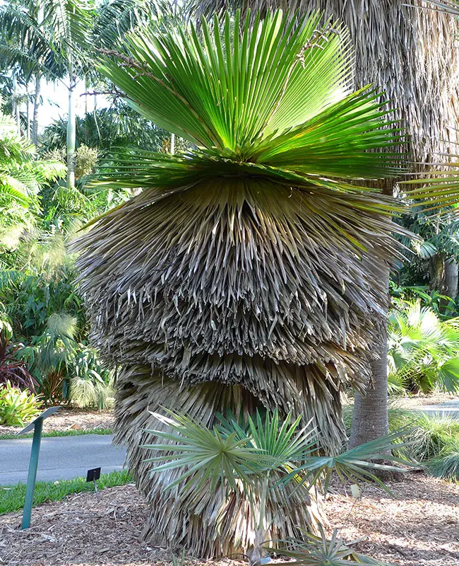 Cuban Petticoat Palm (Copernicia macroglossa).