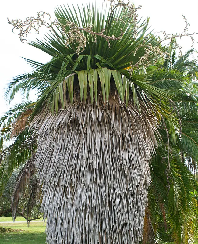 Cuban Petticoat Palm (Copernicia macroglossa).