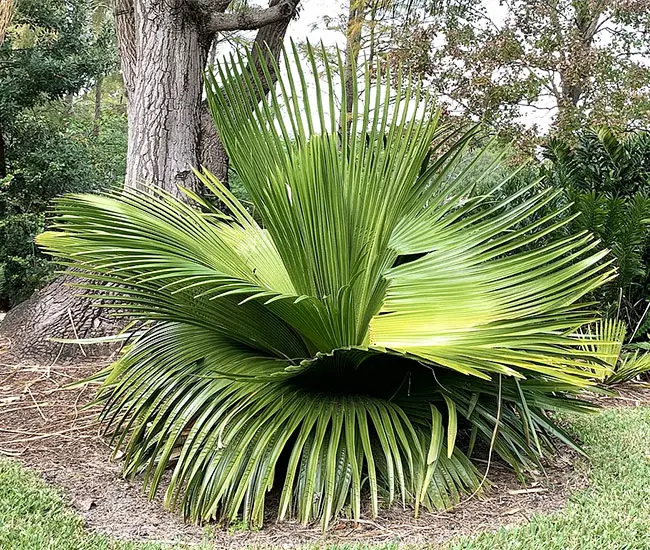 Cuban Petticoat Palm (Copernicia macroglossa).