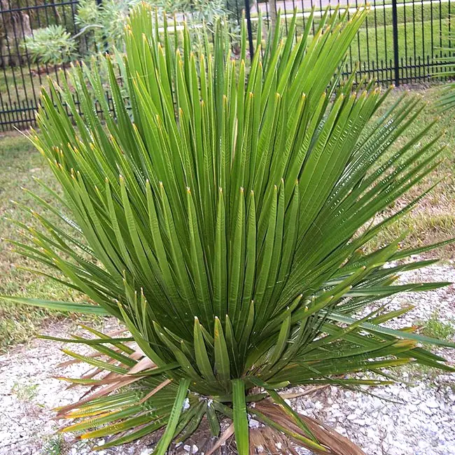 Cuban Petticoat Palm (Copernicia macroglossa).