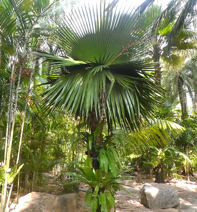 Cuban Petticoat Palm (Copernicia macroglossa).