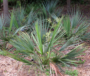 How to Grow the Dwarf Palmetto Palm Tree (Sabal minor)