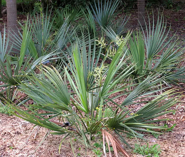 Dwarf Palmetto Palm Tree (Sabal minor).