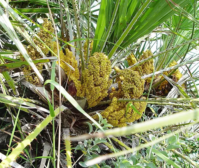 European Fan Palm (Chamaerops humilis).