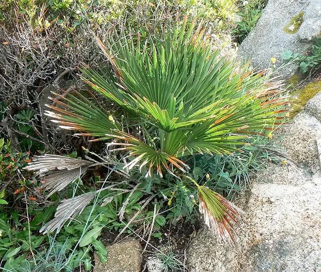 European Fan Palm (Chamaerops humilis).