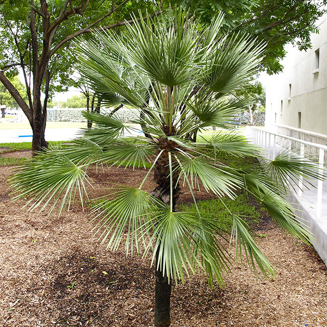 European Fan Palm (Chamaerops humilis).