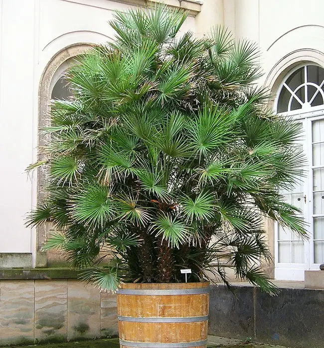 Large European Fan Palm (Chamaerops humilis) in a container.