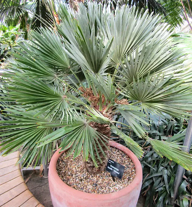 European Fan Palm (Chamaerops humilis) in a container.