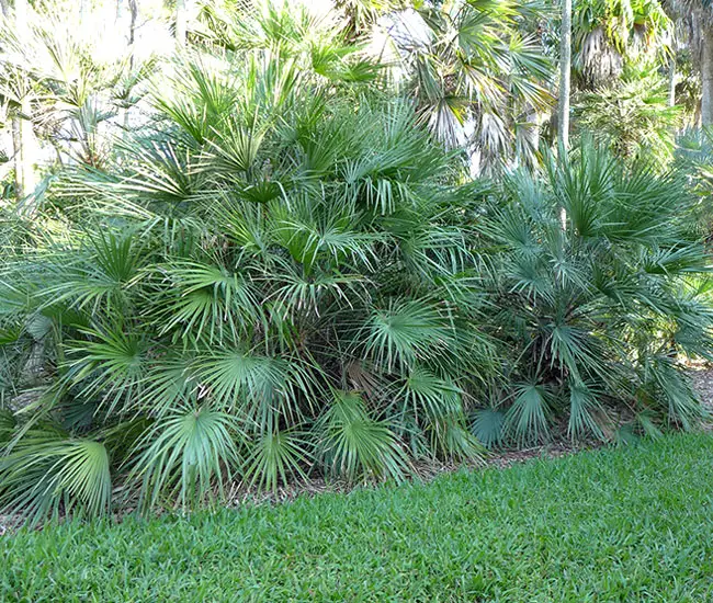 European Fan Palm (Chamaerops humilis).