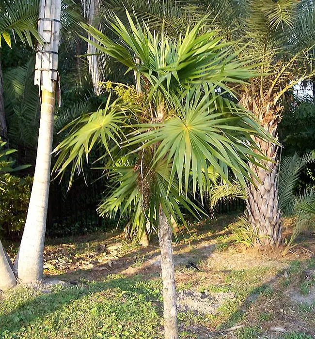 Florida Thatch Palm (Thrinax radiata). 