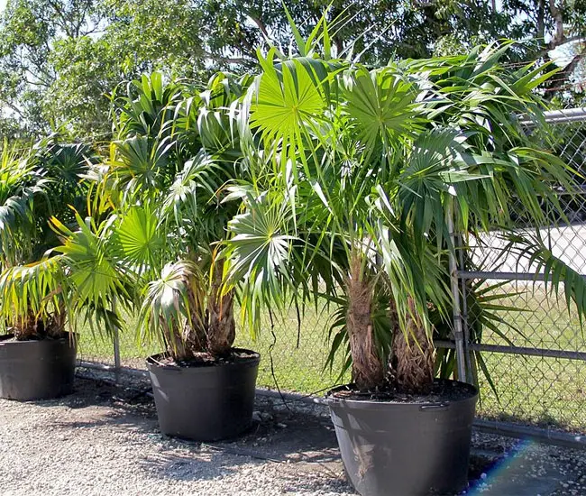 Florida Thatch Palm (Thrinax radiata).