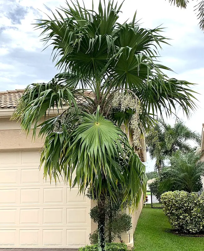 Florida Thatch Palm (Thrinax radiata). 