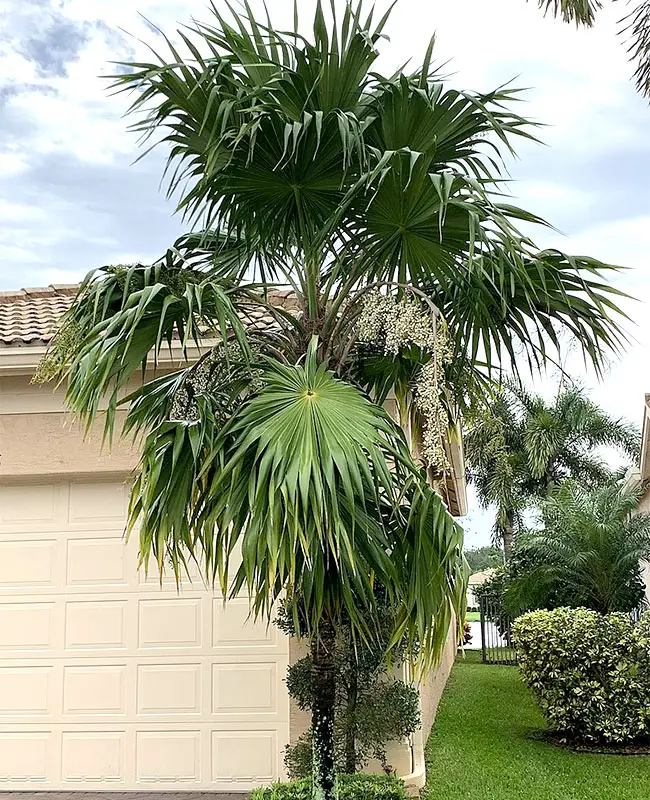 Florida Thatch Palm (Thrinax radiata).
