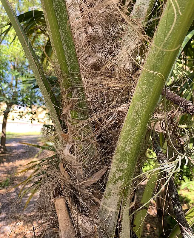 Florida Thatch Palm (Thrinax radiata).
