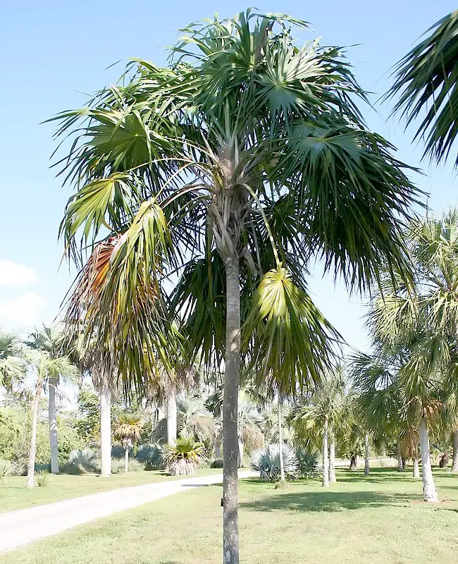 Florida Thatch Palm (Thrinax radiata).