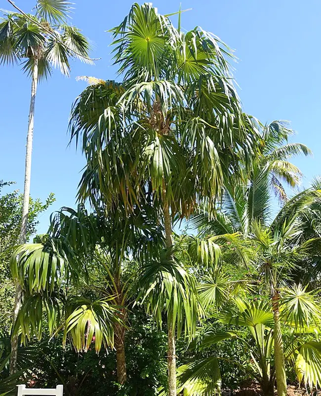 Florida Thatch Palm (Thrinax radiata). 