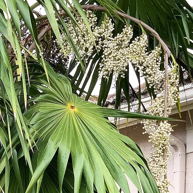 Florida Thatch Palm (Thrinax radiata).