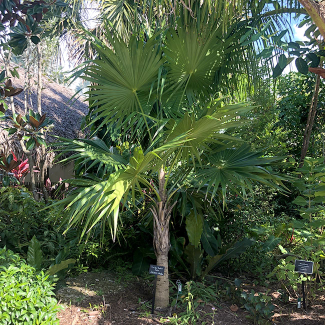Florida Thatch Palm (Thrinax radiata)