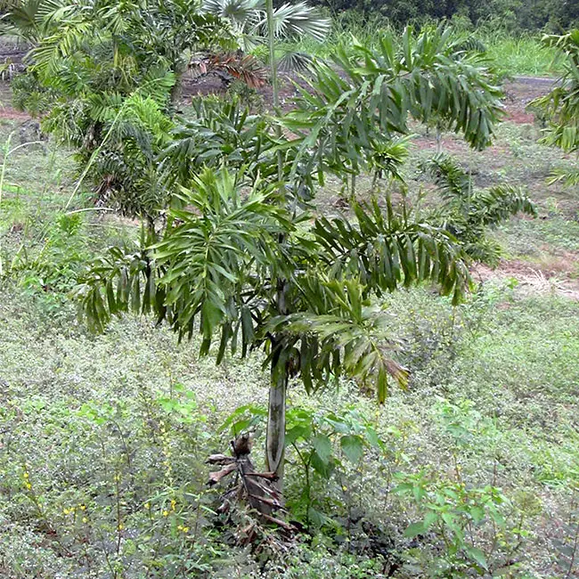 Foxtail Palm (Wodyetia bifurcata)