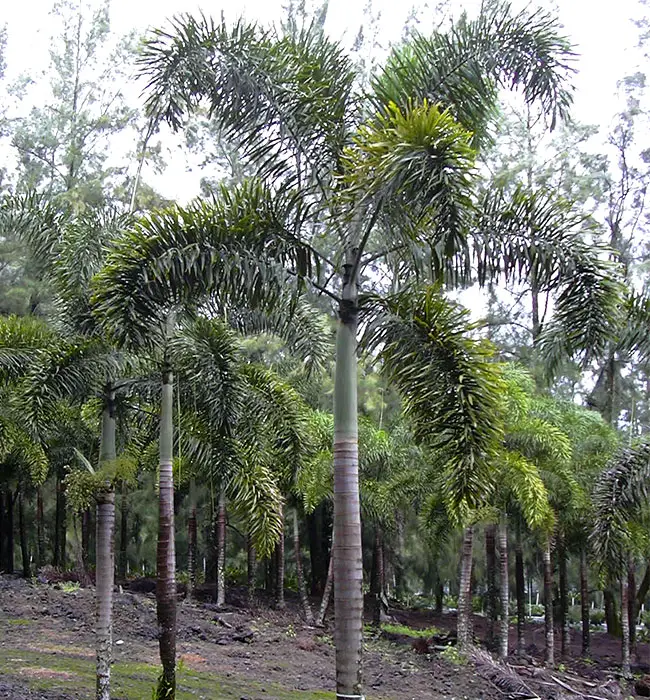 Foxtail Palm (Wodyetia bifurcata)