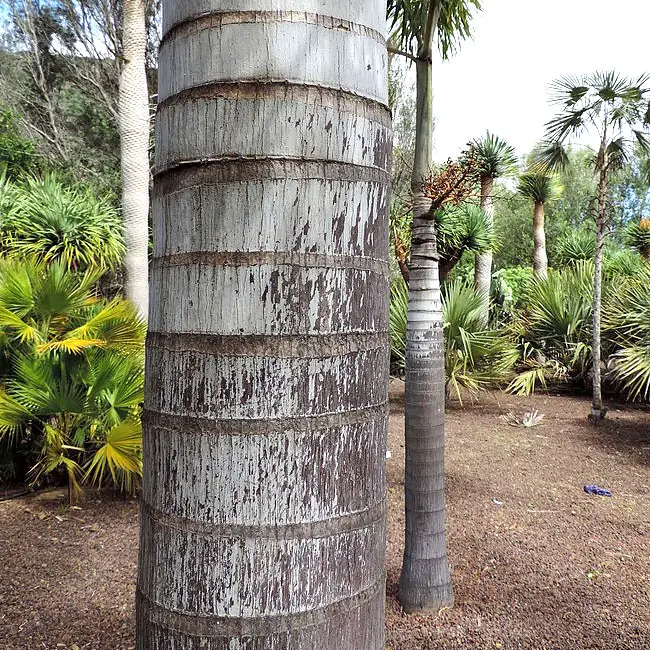 Foxtail Palm (Wodyetia bifurcata)